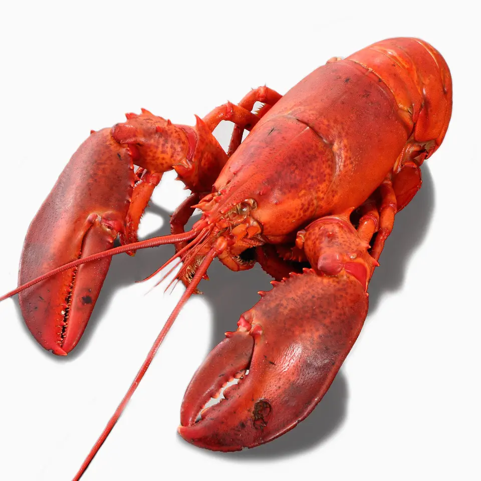 天然 活オマール海老（450ｇ）2尾セット _0