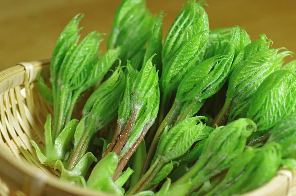 天然山菜　コシアブラ300g_0