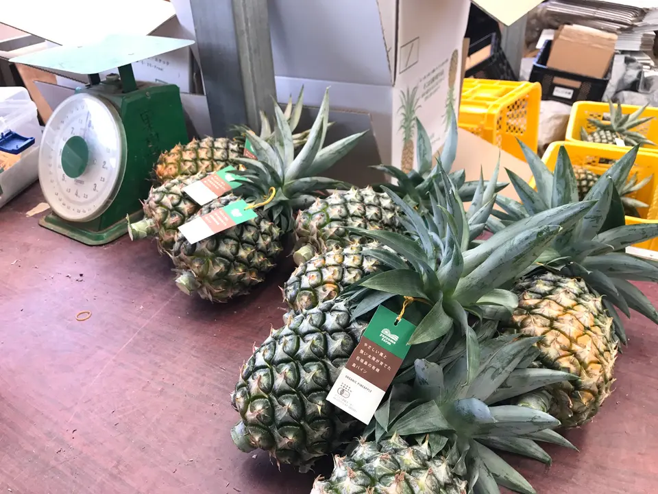 石垣島産 有機パイナップル・ハワイ種 約2.8kg（2～4玉）_2