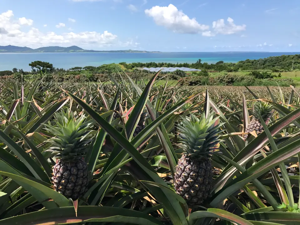 石垣島産パインジュース100%_2