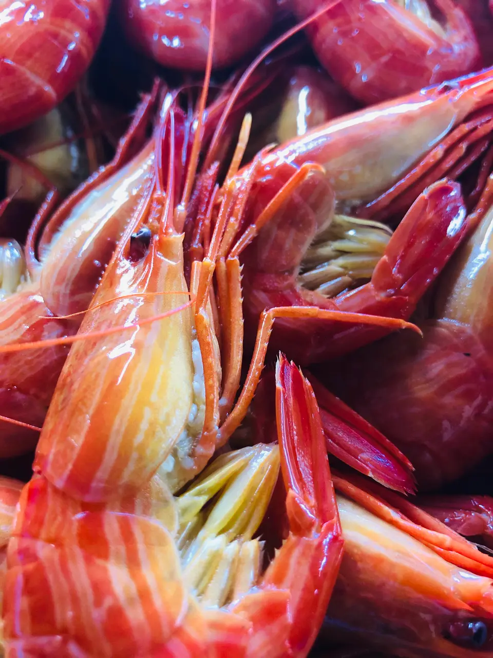 野付の北海シマエビ（大サイズ・1kg）_0