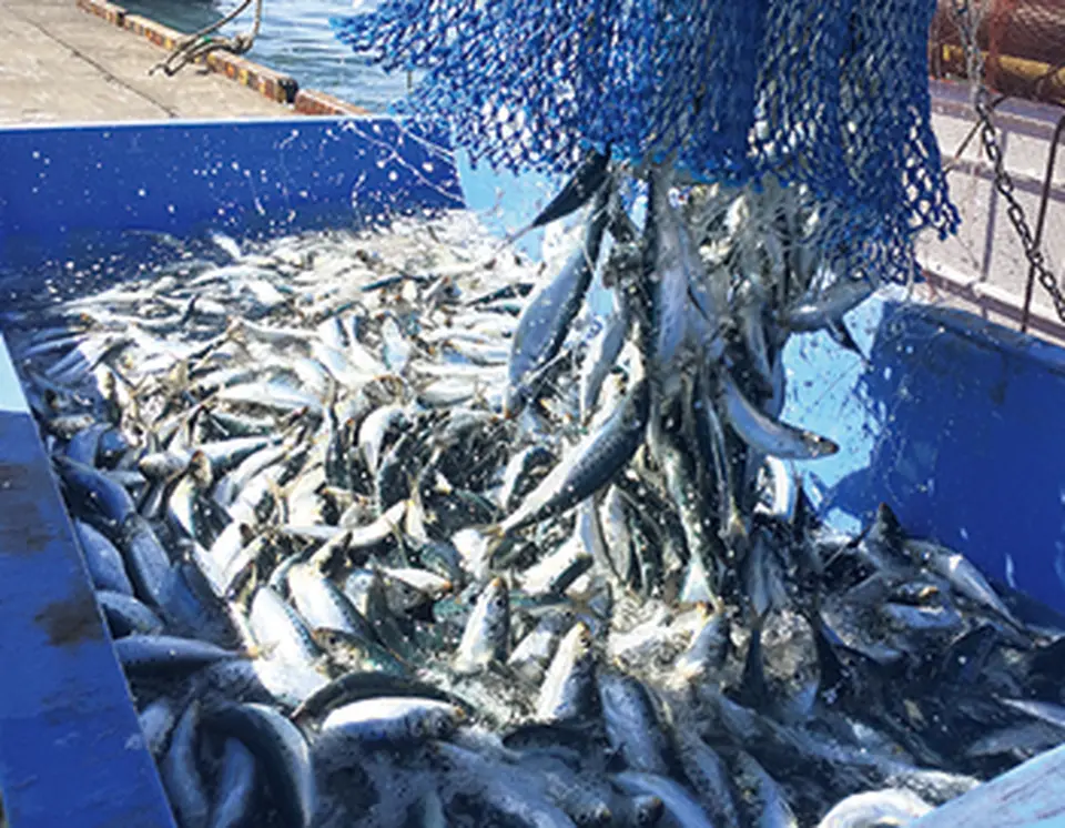 ＜食彩倶楽部＞北海道産いわし水煮缶_2