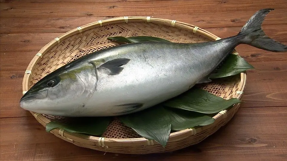 平戸なつ香ブリ（半身・真空パック・あら無し)1kg_0