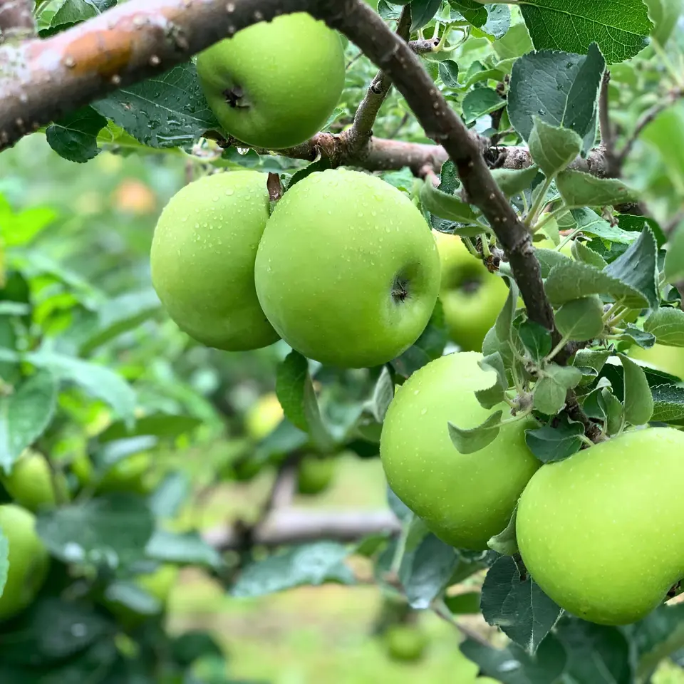 飲み比べが楽しいりんごジュース6本セット_3