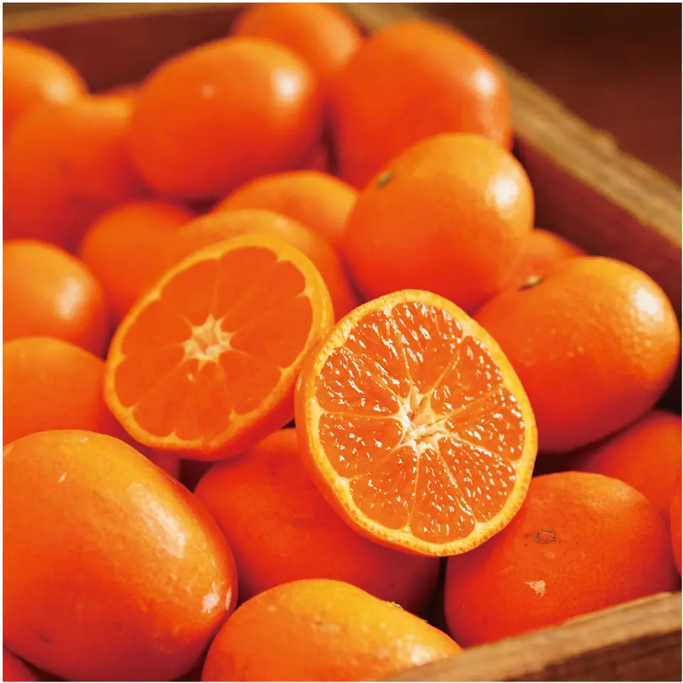 蔵出し晩生みかん5kg 一級品_0