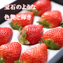 【銅賞受賞キャンペーン】送料込絶品いちご