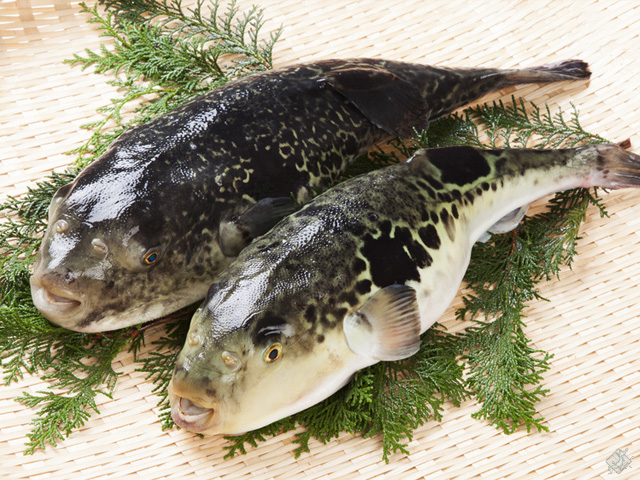 通販専門店ふるさと産直村 国産とらふぐ贅沢三昧セット 4 5人前 モニター審査員の口コミ 評判一覧 お取り寄せ口コミ検索 おとりよせネット 通販グルメ スイーツ ギフト 口コミ ランキング 通販専門店ふるさと産直村 国産とらふぐ贅沢三昧セット 4 5人前 モニター審査員の口コミ 評判一覧 お取り寄せ口コミ検索 おとりよせネット 通販グルメ スイーツ ギフト 口コミ ランキング