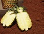 石垣島産 有機パイナップル・ハワイ種 約2.8kg（2～4玉）