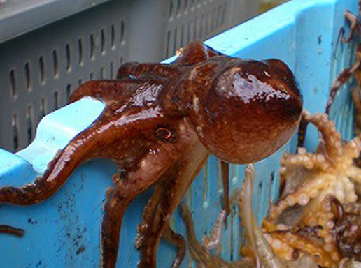 明石マルシェ 天然明石ダコ 絶品珍味食べ比べセット わさび 柚子 キムチ モニター審査員の口コミ 評判一覧 お取り寄せ口コミ検索 おとりよせネット 通販グルメ スイーツ ギフト 口コミ ランキング 明石マルシェ 天然明石ダコ 絶品珍味食べ比べセット わさび 柚子 キムチ モニター審査員の口コミ 評判一覧 お取り寄せ口コミ検索 おとりよせネット 通販グルメ スイーツ ギフト 口コミ ランキング