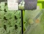 500円玉の一回り大きいサイズです。